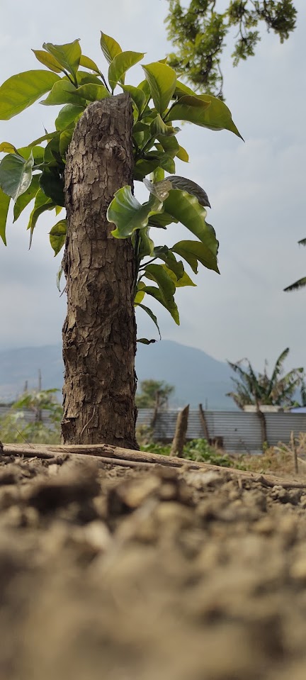 Proyecto con Consejo Salvadoreño del Café & BID